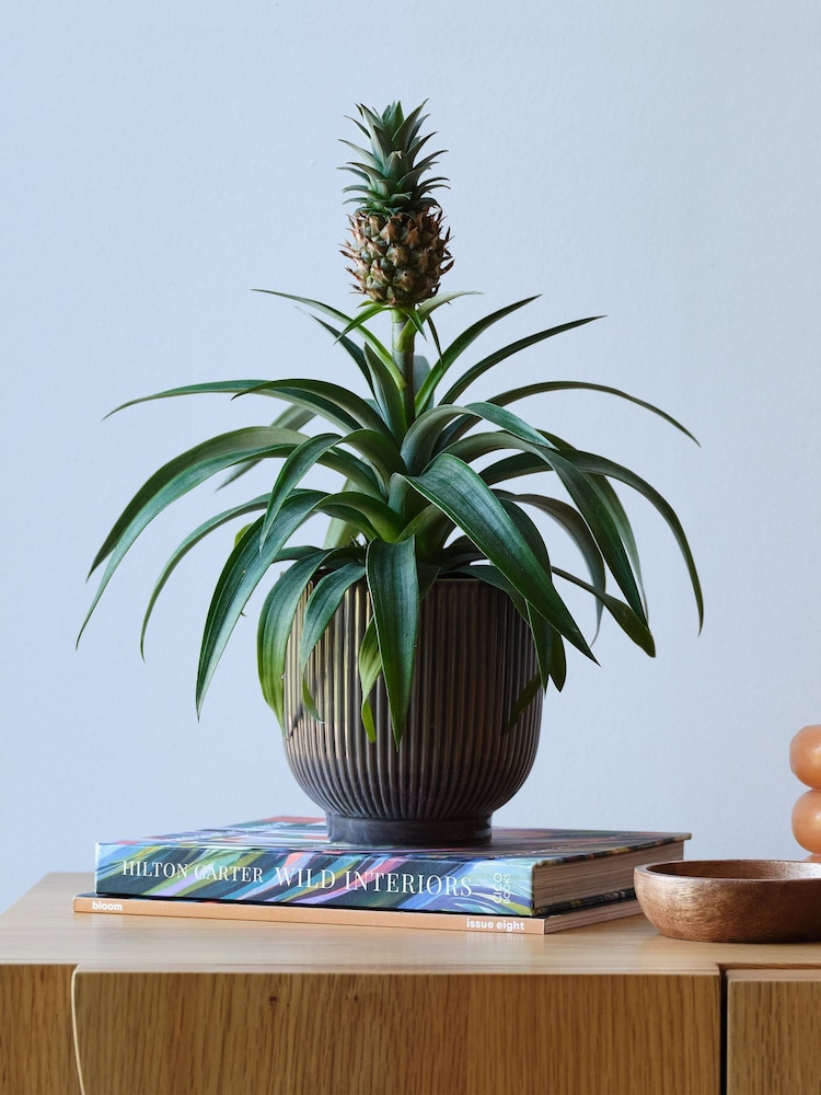 Beards & Daisies Grey Real Pineapple Plant in Ribbed Pot - Image 1 of 4