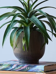 Beards & Daisies Grey Real Pineapple Plant in Ribbed Pot - Image 4 of 4