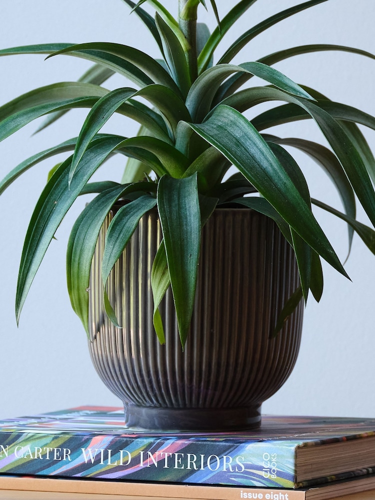 Beards & Daisies Grey Real Pineapple Plant in Ribbed Pot - Image 4 of 4