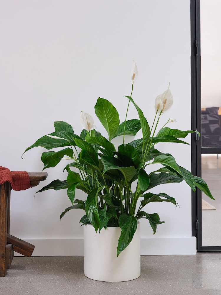 Beards & Daisies Oyster Real Peace Lily Plant in Earthenware Pot - Image 1 of 3