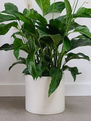 Beards & Daisies Oyster Real Peace Lily Plant in Earthenware Pot - Image 2 of 3
