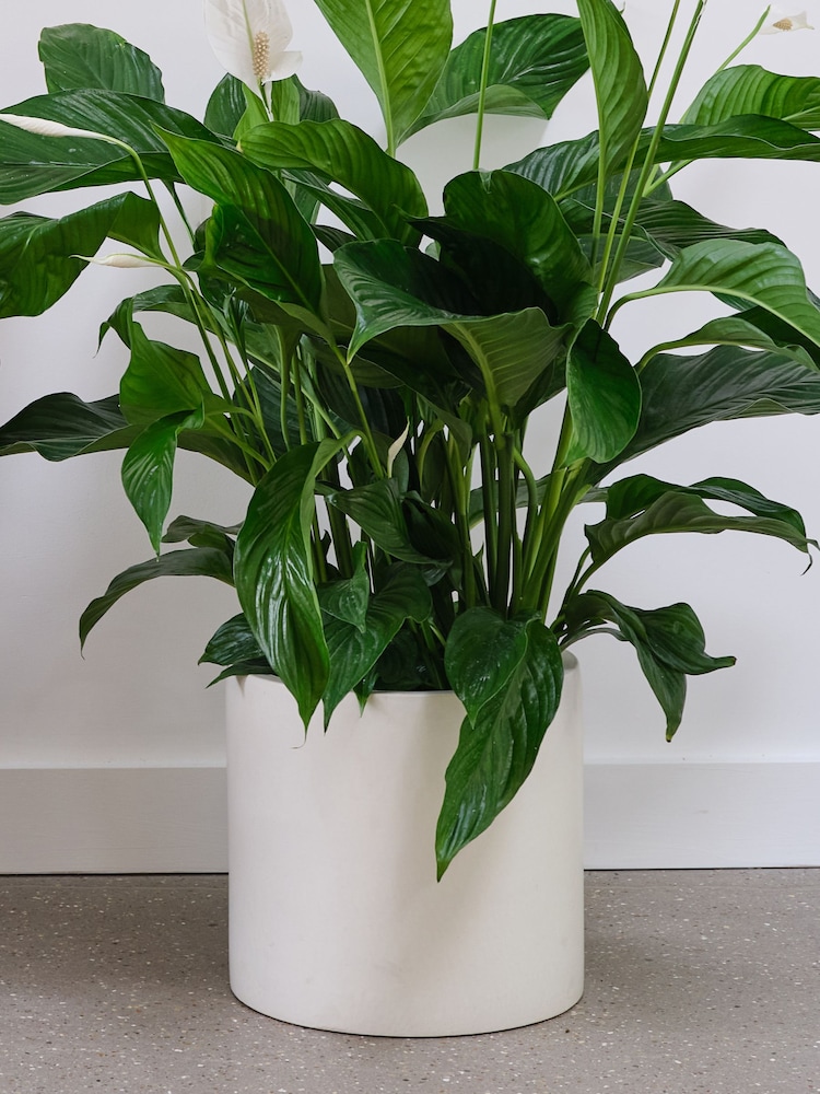Beards & Daisies Oyster Real Peace Lily Plant in Earthenware Pot - Image 2 of 3