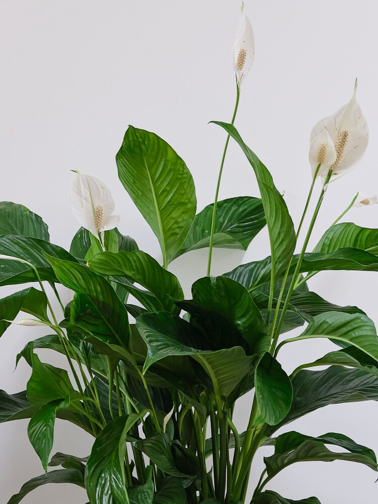 Beards & Daisies Oyster Real Peace Lily Plant in Earthenware Pot - Image 3 of 3
