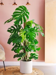Beards & Daisies Oyster Real Monstera Swiss Cheese Moss Pole Plant in Earthenware Pot - Image 1 of 3