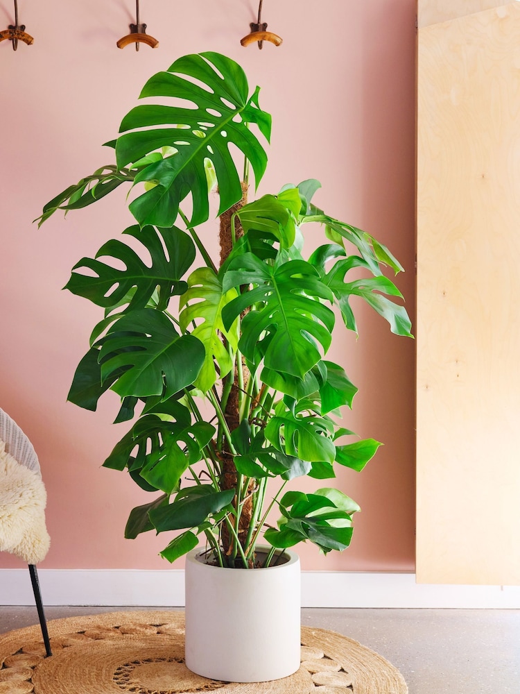 Beards & Daisies Oyster Real Monstera Swiss Cheese Moss Pole Plant in Earthenware Pot - Image 1 of 3