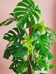 Beards & Daisies Oyster Real Monstera Swiss Cheese Moss Pole Plant in Earthenware Pot - Image 2 of 3