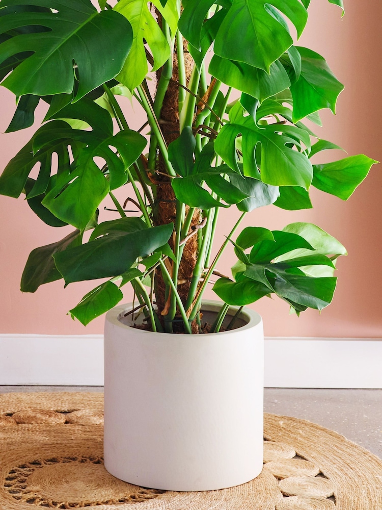 Beards & Daisies Oyster Real Monstera Swiss Cheese Moss Pole Plant in Earthenware Pot - Image 3 of 3