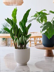 Beards & Daisies Green New Real Plant Parent in Pots - Image 2 of 4