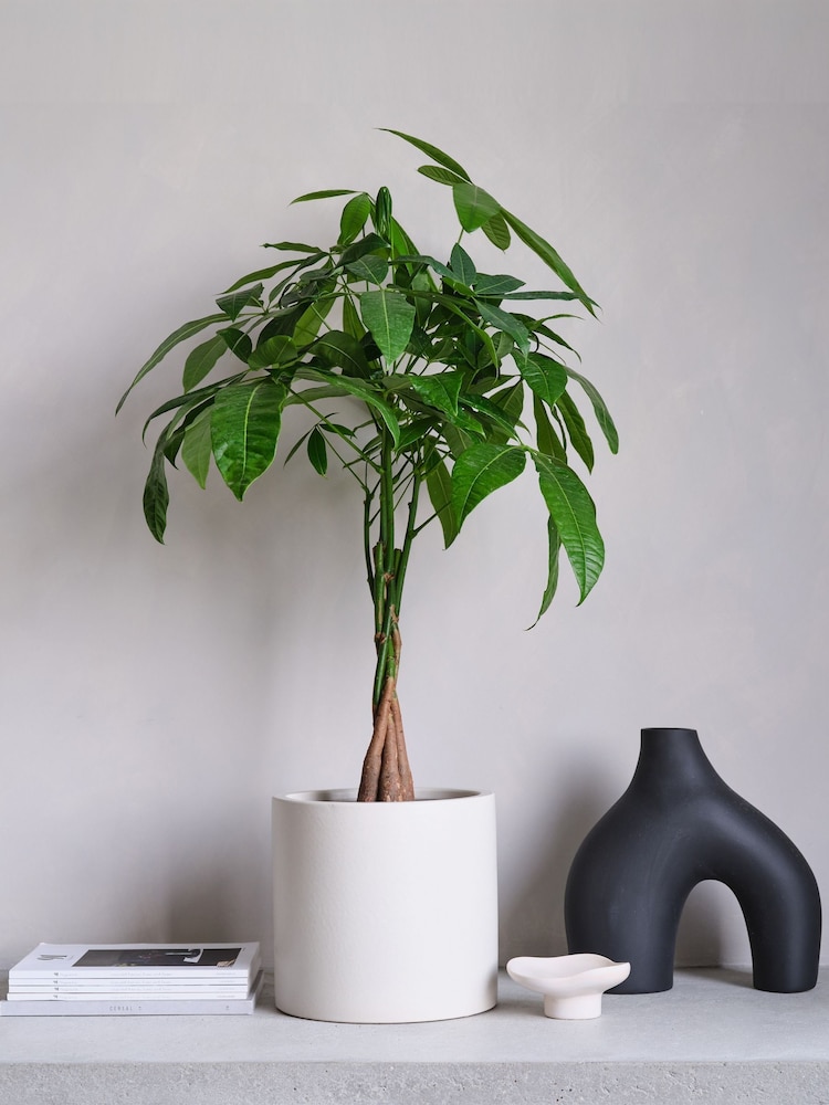 Beards & Daisies Oyster Real Money Tree Plant in Earthenware Pot - Image 1 of 4 Beards & Daisies Oyster Real Money Tree Plant in Earthenware Pot - Image 1 of 4