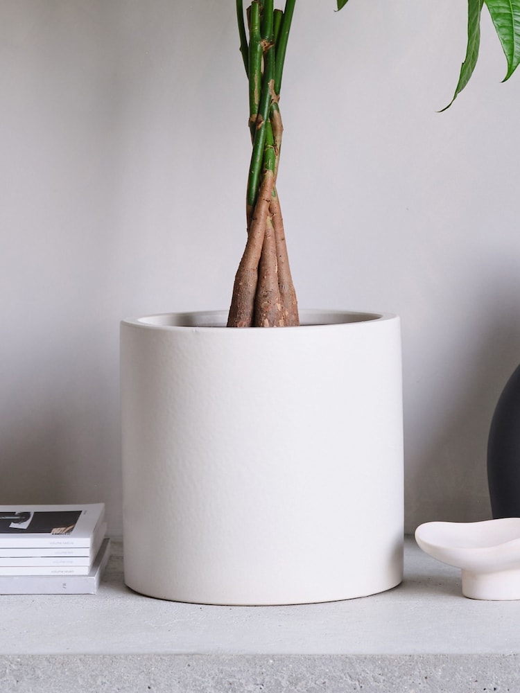 Beards & Daisies Oyster Real Money Tree Plant in Earthenware Pot - Image 4 of 4 Beards & Daisies Oyster Real Money Tree Plant in Earthenware Pot - Image 4 of 4