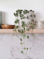 Beards & Daisies White Real String of Hearts Plant in Ribbed Pot - Image 1 of 3