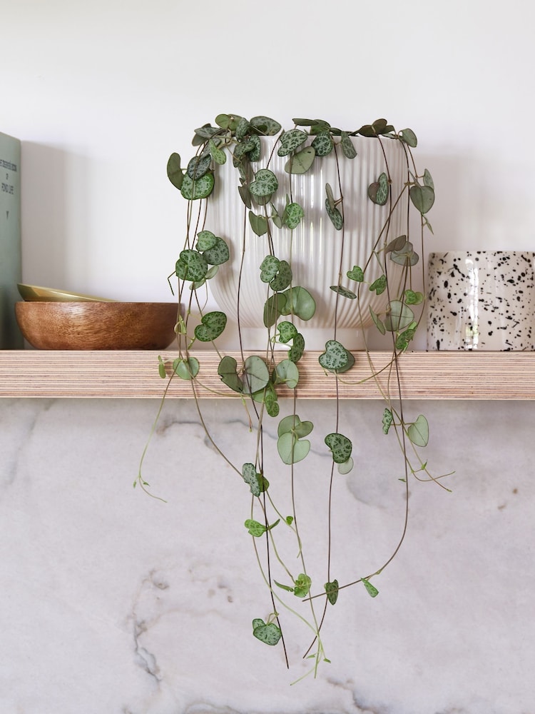 Beards & Daisies White Real String of Hearts Plant in Ribbed Pot - Image 1 of 3