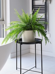 Beards & Daisies Oyster Boston Fern & Real Boston Fern Plant in Earthenware Pot - Image 1 of 6