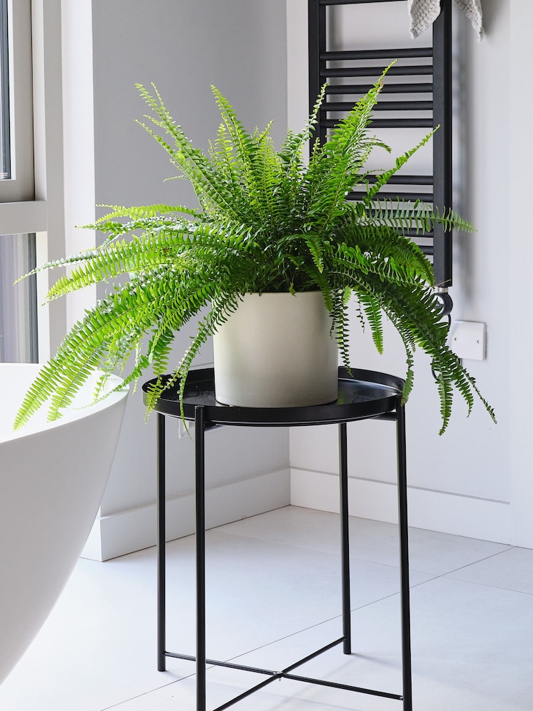 Beards & Daisies Oyster Boston Fern & Real Boston Fern Plant in Earthenware Pot - Image 1 of 6