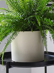Beards & Daisies Oyster Boston Fern & Real Boston Fern Plant in Earthenware Pot - Image 2 of 6