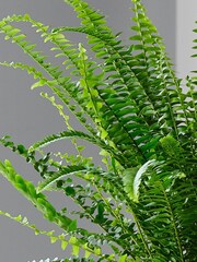 Beards & Daisies Oyster Boston Fern & Real Boston Fern Plant in Earthenware Pot - Image 5 of 6