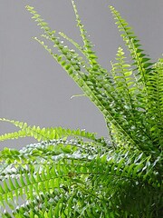 Beards & Daisies Oyster Boston Fern & Real Boston Fern Plant in Earthenware Pot - Image 6 of 6