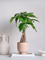 Beards & Daisies Pink Real Money Tree in Ribbed Pot - Image 1 of 4