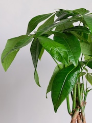 Beards & Daisies Pink Real Money Tree in Ribbed Pot - Image 2 of 4