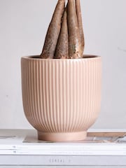 Beards & Daisies Pink Real Money Tree in Ribbed Pot - Image 4 of 4