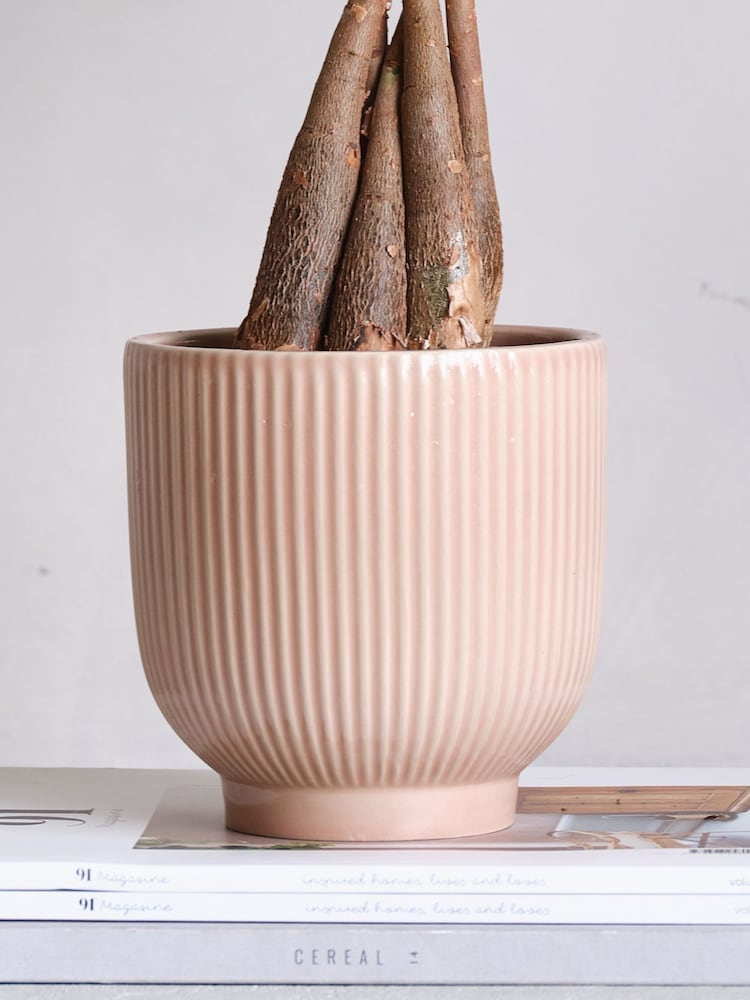 Beards & Daisies Pink Real Money Tree in Ribbed Pot - Image 4 of 4