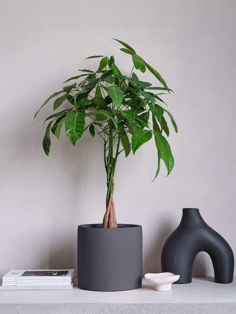 Beards & Daisies Graphite Real Money Tree Plant in Earthenware Pot - Image 1 of 4
