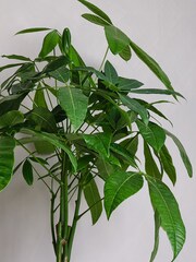 Beards & Daisies Graphite Real Money Tree Plant in Earthenware Pot - Image 2 of 4