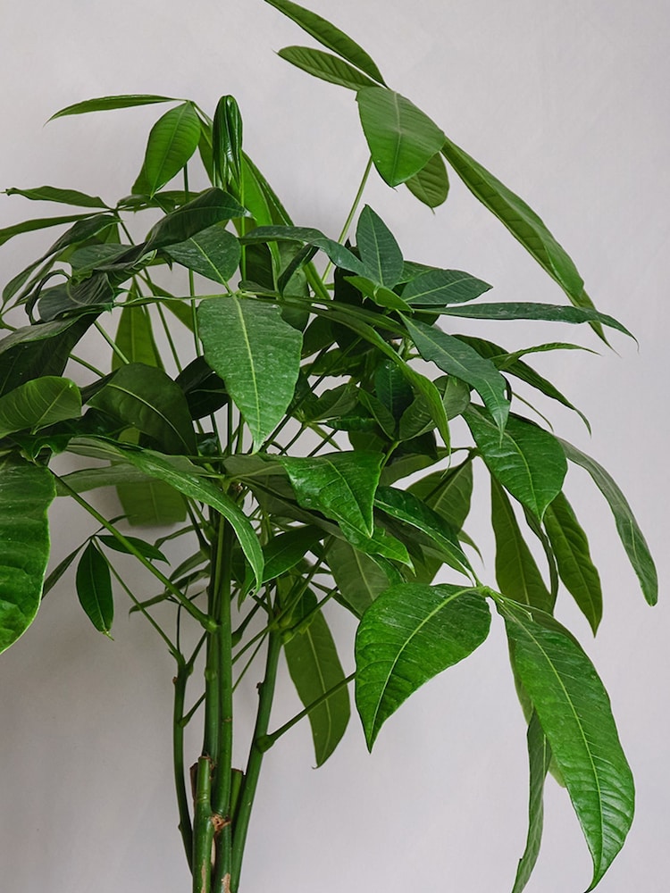 Beards & Daisies Graphite Real Money Tree Plant in Earthenware Pot - Image 2 of 4