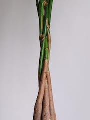 Beards & Daisies Graphite Real Money Tree Plant in Earthenware Pot - Image 3 of 4