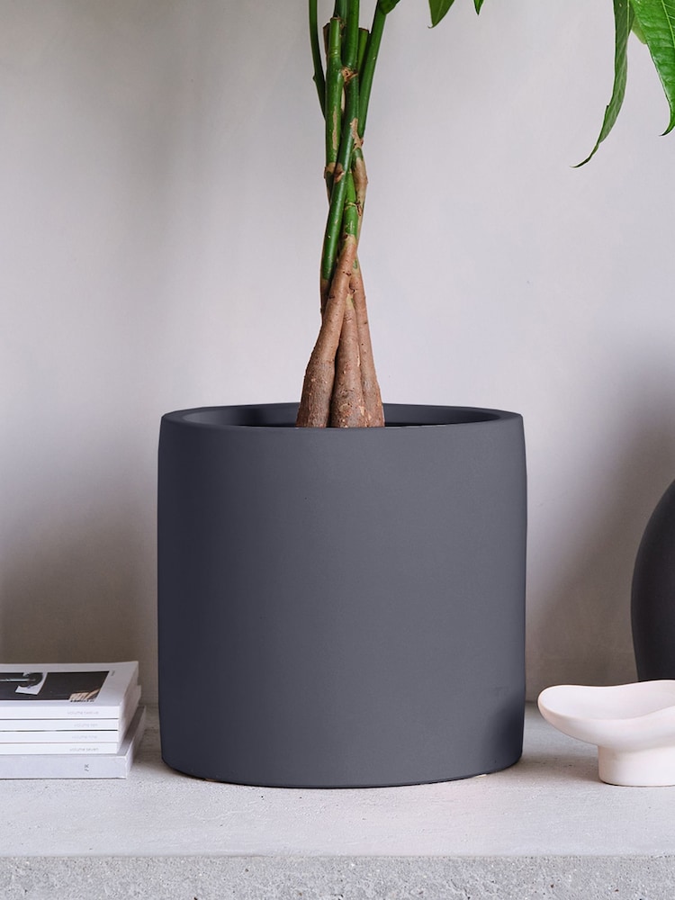 Beards & Daisies Graphite Real Money Tree Plant in Earthenware Pot - Image 4 of 4