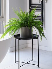 Beards & Daisies Graphite Boston Fern & Real Boston Fern Plant in Earthenware Pot - Image 1 of 4