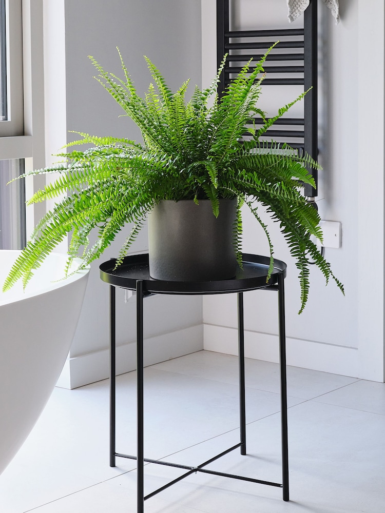 Beards & Daisies Graphite Boston Fern & Real Boston Fern Plant in Earthenware Pot - Image 1 of 4