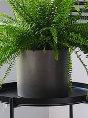 Beards & Daisies Graphite Boston Fern & Real Boston Fern Plant in Earthenware Pot - Image 2 of 4