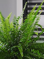 Beards & Daisies Graphite Boston Fern & Real Boston Fern Plant in Earthenware Pot - Image 3 of 4