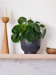 Beards & Daisies Navy Real Money Plant in Ribbed Pot - Image 1 of 4