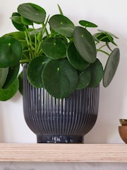 Beards & Daisies Navy Real Money Plant in Ribbed Pot - Image 4 of 4