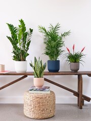 Beards & Daisies Green Real Unkillable Plant Bundle in Pots - Image 1 of 5