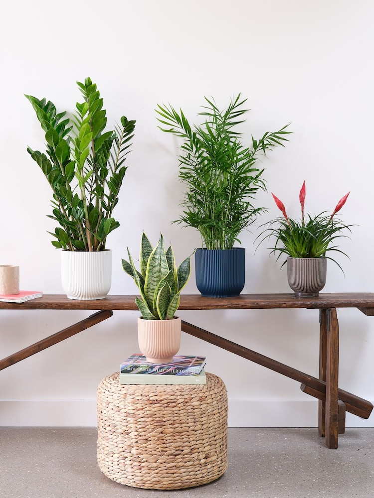 Beards & Daisies Green Real Unkillable Plant Bundle in Pots - Image 1 of 5