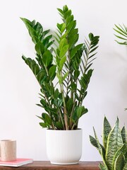 Beards & Daisies Green Real Unkillable Plant Bundle in Pots - Image 2 of 5
