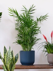 Beards & Daisies Green Real Unkillable Plant Bundle in Pots - Image 4 of 5