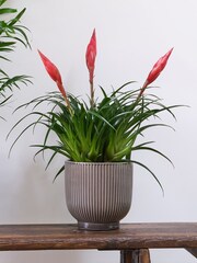 Beards & Daisies Green Real Unkillable Plant Bundle in Pots - Image 5 of 5
