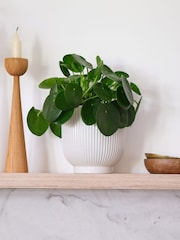 Beards & Daisies White Real Money Plant in Ribbed Pot - Image 1 of 4