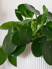 Beards & Daisies White Real Money Plant in Ribbed Pot - Image 2 of 4