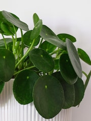 Beards & Daisies White Real Money Plant in Ribbed Pot - Image 3 of 4