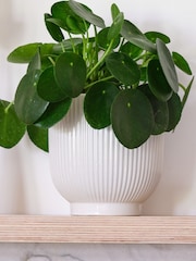 Beards & Daisies White Real Money Plant in Ribbed Pot - Image 4 of 4