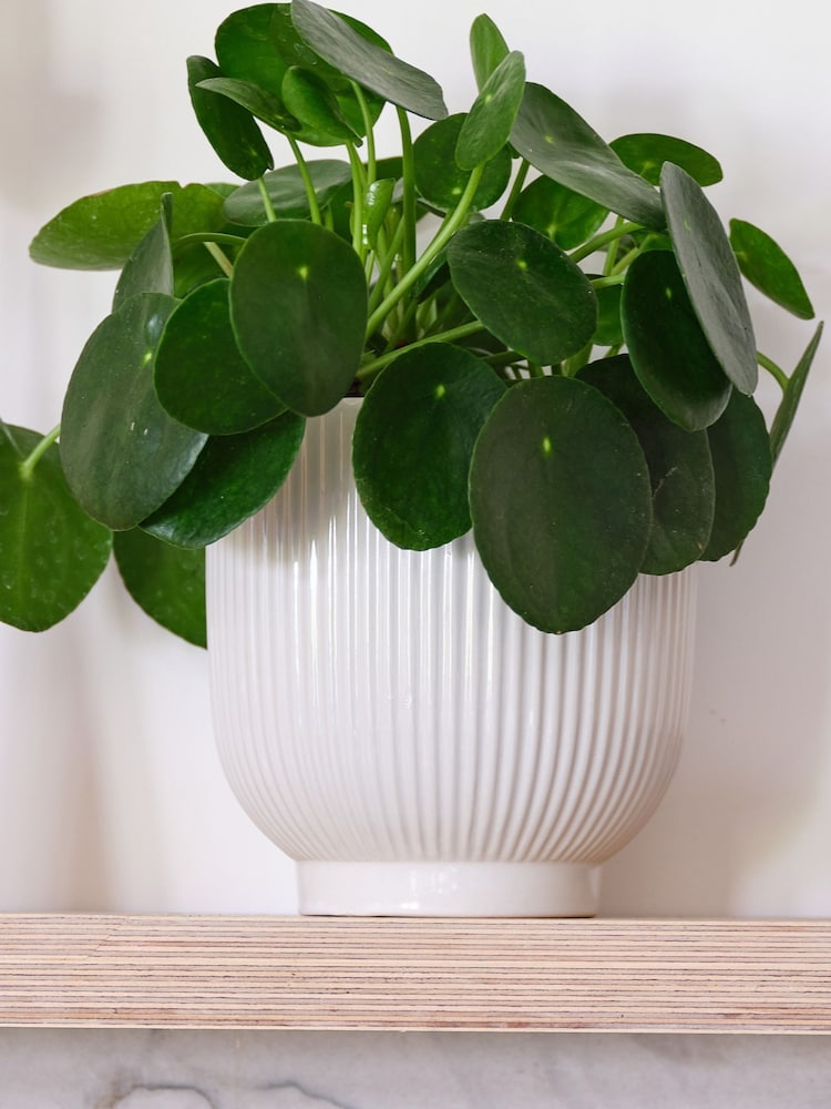 Beards & Daisies White Real Money Plant in Ribbed Pot - Image 4 of 4