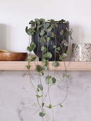 Beards & Daisies Navy Real String of Hearts Plant in Ribbed Pot - Image 1 of 3