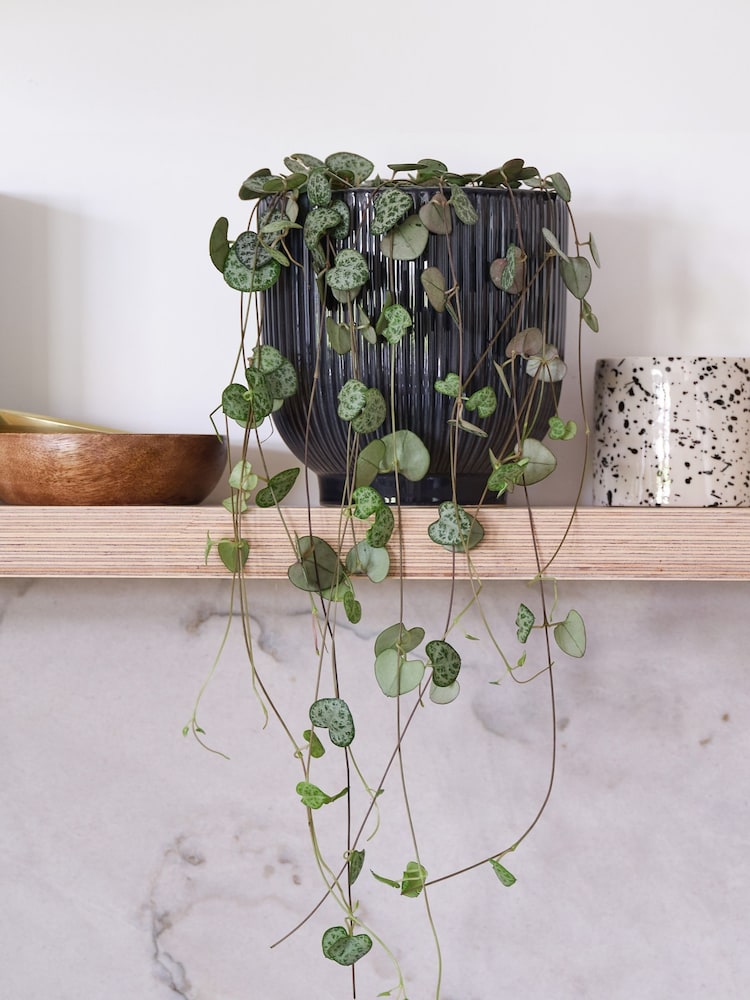 Beards & Daisies Navy Real String of Hearts Plant in Ribbed Pot - Image 1 of 3