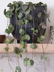 Beards & Daisies Navy Real String of Hearts Plant in Ribbed Pot - Image 2 of 3