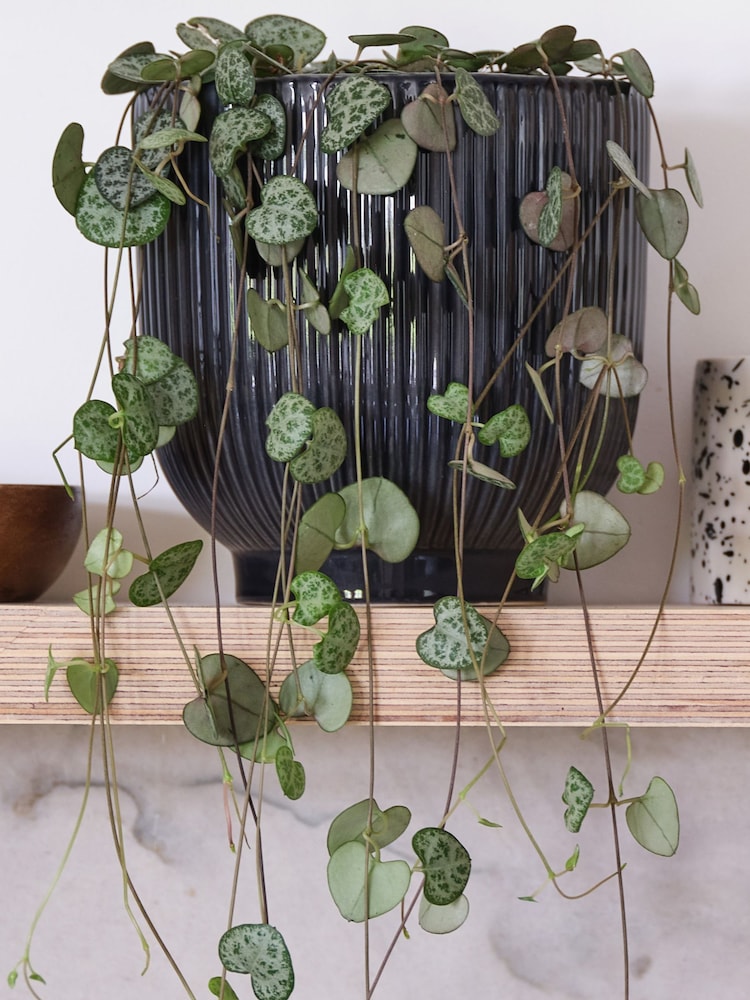 Beards & Daisies Navy Real String of Hearts Plant in Ribbed Pot - Image 2 of 3